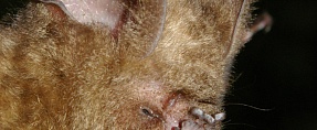 Hipposideros armiger //  