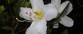 Rhododendron fleuryi // ..   