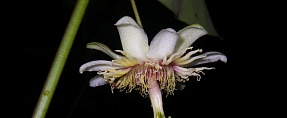 Passiflora siamica //  