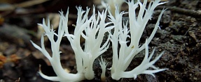 Clavulina cf coralloides //  