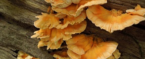 Laetiporus miniatus //  