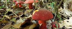 Boletus sp. // ..   