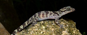  Cyrtodactylus ziegleri // ..   