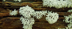 Ceratiomyxa fruticulosa // ..   