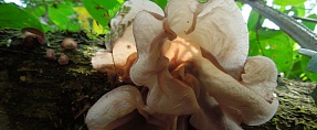 Auricularia auricula-judae // ..   