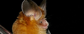 Hipposideros pomona //  