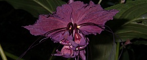 Tacca chantrieri //  